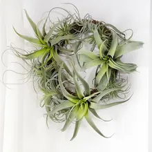 Bulbosa хлопок конфеты Детские Осьминог Искусственные Поддельные airplant тилландсия Capitata Steptophylla usneoid как настоящие растения суккулент