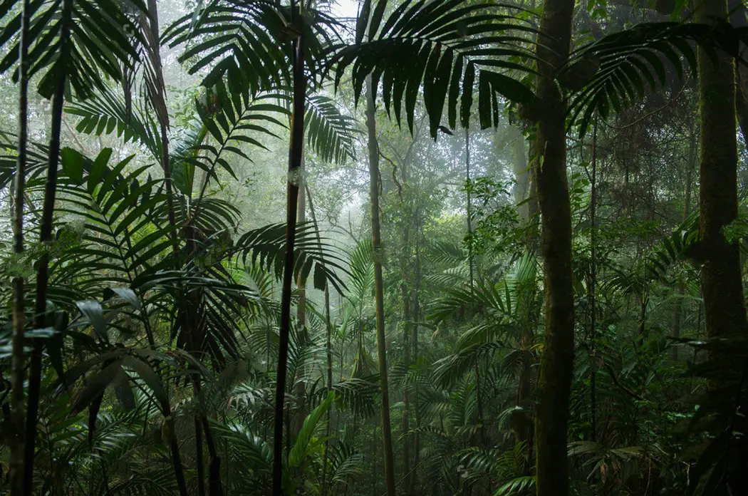 

Tropical leaf Rainforest Landscape photo backdrop Vinyl cloth High quality Computer print wall backgrounds