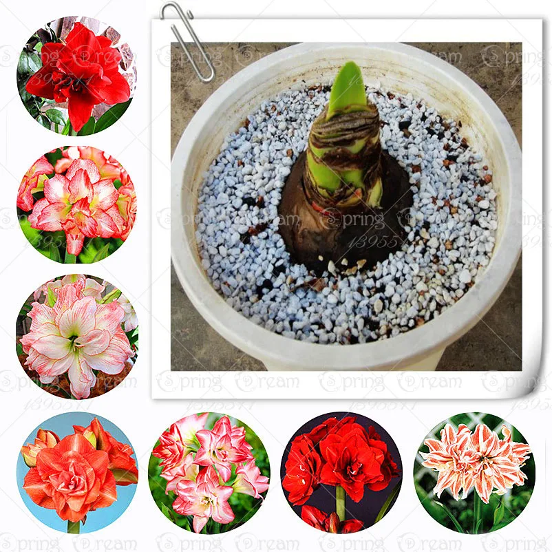 Online Buy Wholesale amaryllis bulbs from China amaryllis bulbs Wholesalers