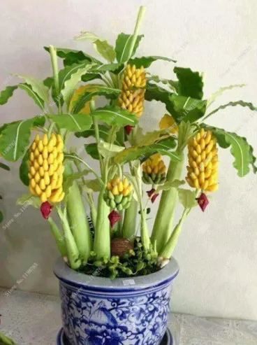 100 Pcs Dwarf Banana Bonsai, Mini Tropical Fruit Tree, Pink Banana Balcony Sementes Da Fruta For Home Planting, 95% Germination