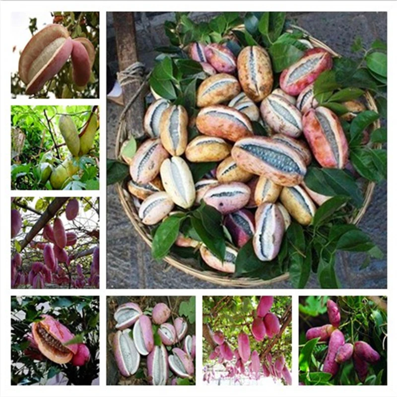 

Sale! 10pcs rare August melon fruit potted natural healthy fruit nutritious outdoor potted family garden planting free shipping