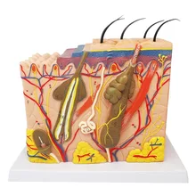 Modello di pelli di pelle anatomica umana e struttura dei capelli ingrandisci modello corpo umano greys anatomia forniture e attrezzature mediche