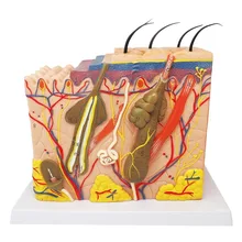 35 times New Human Skin Tissue Structure Enlarged Model Of Hair Follicle Sweat Gland Enlargement enlarged ovary women ovarian enlargement model the ovaries anatomical model