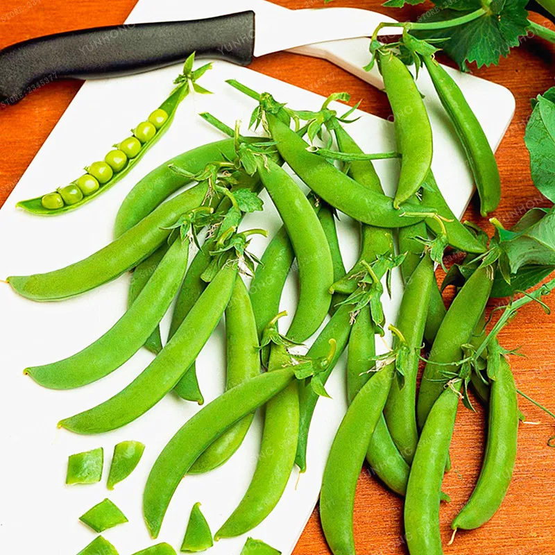 10 pcs Sweet Peas Seeds Best Seeds Online Free Shipping Worldwide