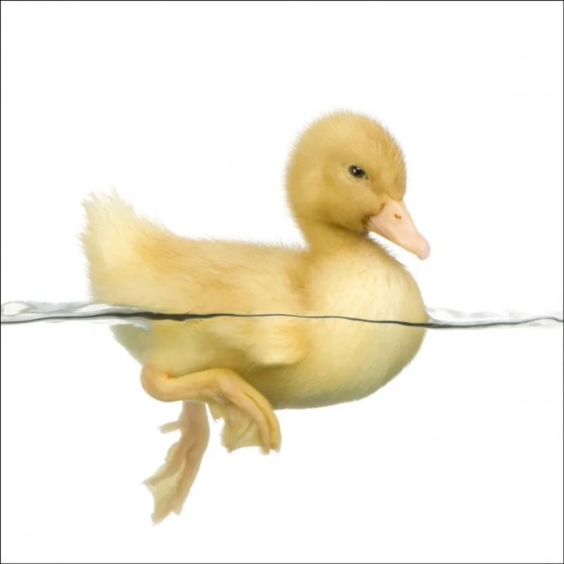

Wholesale 3D Duck Swimming Dishwasher Refrigerator Freeze Sticker Art Fridge Door Cover Wallpaper Kitchen Wall Stickers