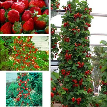 500pcs farmer Direct Selling Indoor Plants Strawberry Tree Seeds & Rare Color Strawberry Seed Fruit Seeds for Garden Bonsai