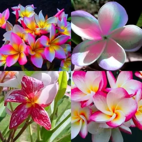 Pcslot Real Fresh Plumeria Rubra Frangipani Flower Tree