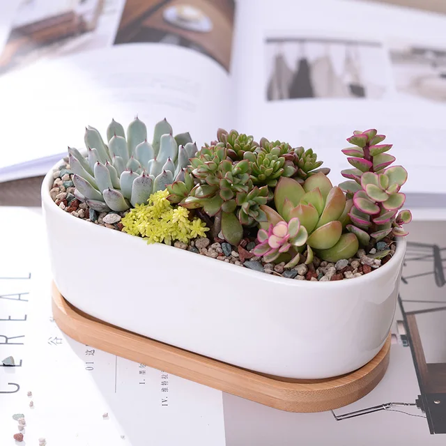 1 Set Minimalist White Ceramic Succulent Plant Pot Porcelain Planter Decorative Desktop Flower Pot Home Decor(1 Pot + 1 Tray)