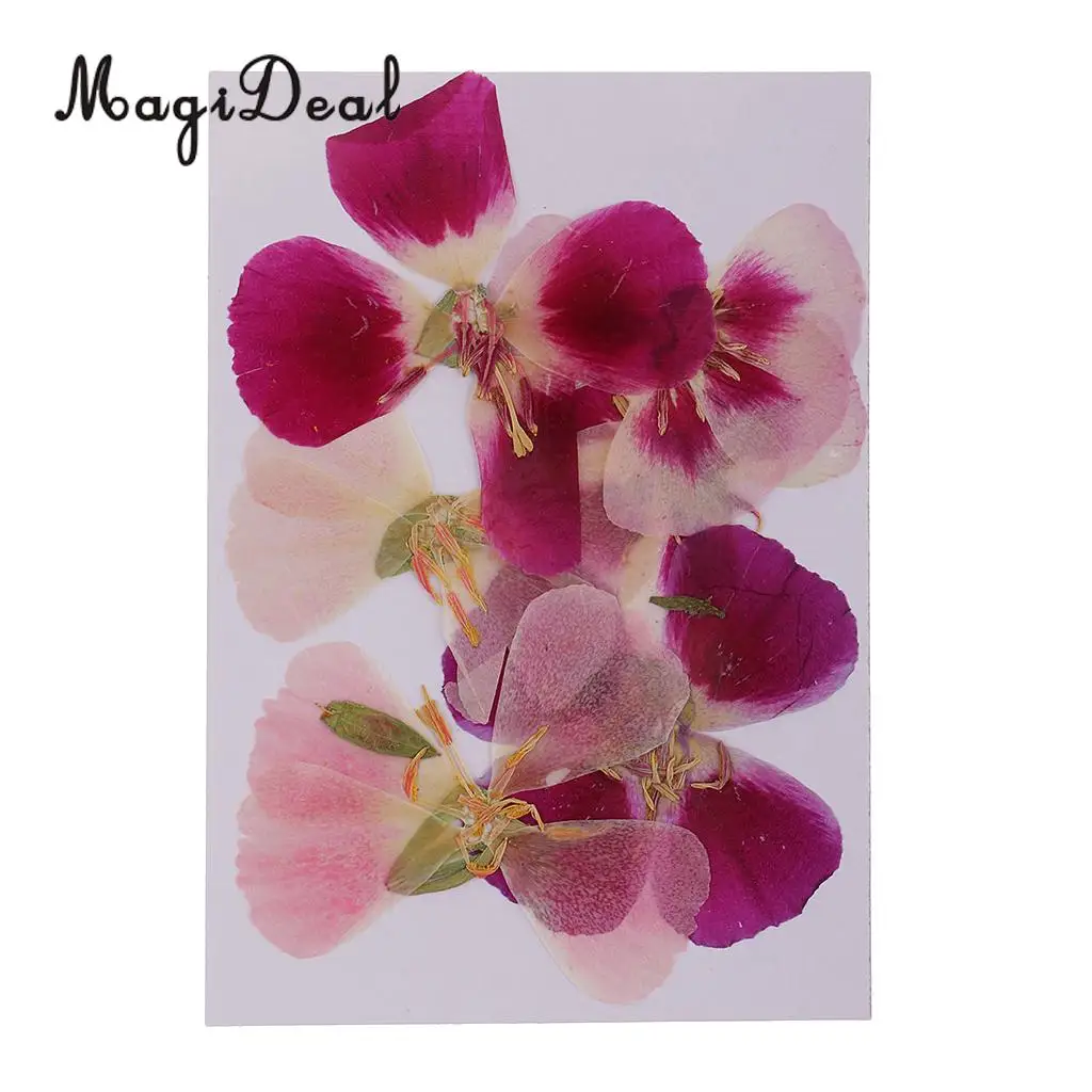 6x Natural Pressed Real Dried Flower Specimen for Jewelry Making Resin Casting DIY Craft Scrapbook Embellishment 4-7cm