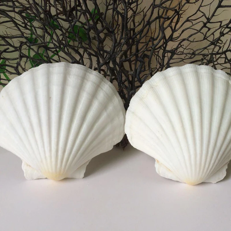 

Natural sea shells large white scallop mediterranean style sea shell wall Sticker aquarium accessories home decor