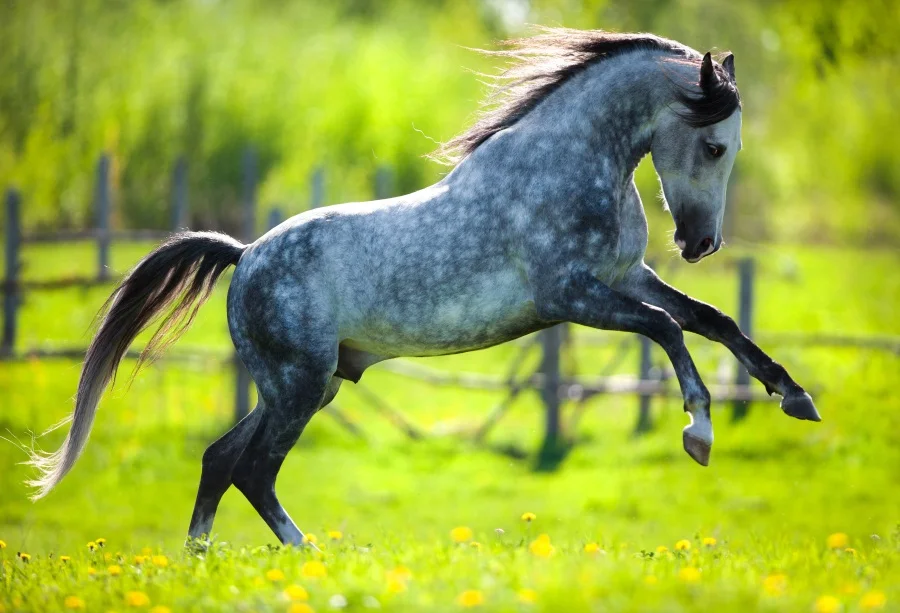 

Laeacco Sprign Farm Grassland Flower Horse Baby Photography Backgrounds Customized Photographic Backdrops For Photo Studio