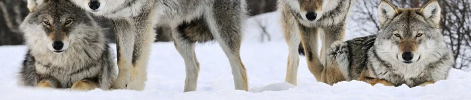 Парка с капюшоном из натурального волчьего меха, средняя длина, новинка, зимнее теплое пальто, толстая парка из натурального меха, мужская куртка из натурального меха