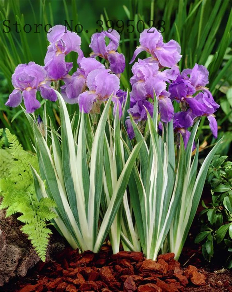 50pcs/bag Bonsai Iris Flower Perennia Flower Rare Flower bearded iris , Nature plants Orchid flower DIY for Garden 50pcs/bag Bonsai Iris Flower Perennia Flower Rare Flower bearded iris , Nature plants Orchid flower DIY for Garden