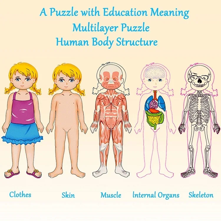 Деревянная многослойная головоломка для человеческого тела, мужская и женская структура тела, модель, головоломка для познания тела, игрушки для детей, многослойные Пазлы
