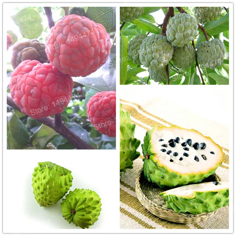 200pcs Sugar Apple Seeds Organic Fruit And Vegetable Seeds Apple 