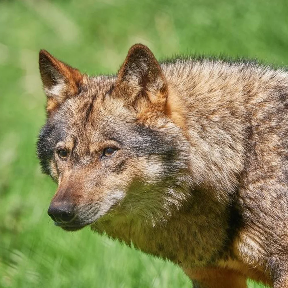  Resin Animal Skull Model Dog Cat Wolf Teaching Skeleton Model Fish Tank Aquarium Ornament Halloween - 33029706150