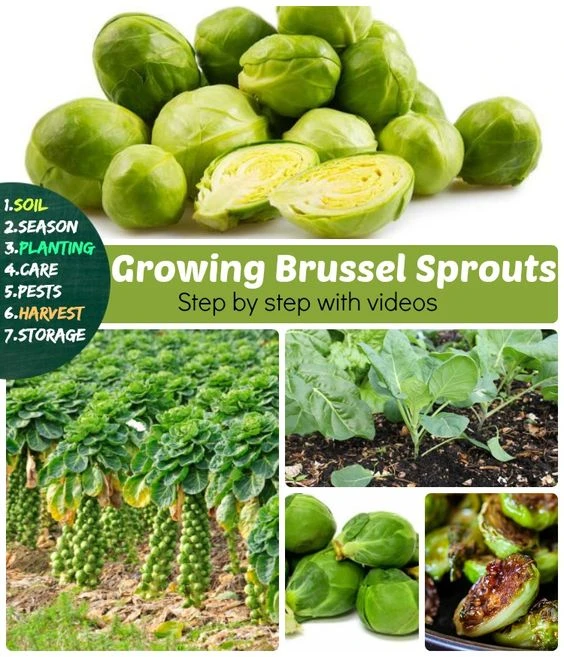 Marseed Bruxelles Choux Choux Petit Bebe 0 Pcs Graines Bio De Legumes Pour La Maison Jardinage Sements Plantes Pot Bonsai Aliexpress