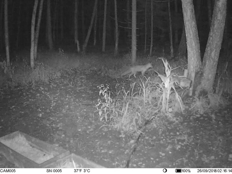 4G Scout Guard Hunting Trail Cameras Wildlife Trail Cameras 12MP GPS Forest WildCamera Foto Chasse 4G Network Hunter Camera Trap (6)