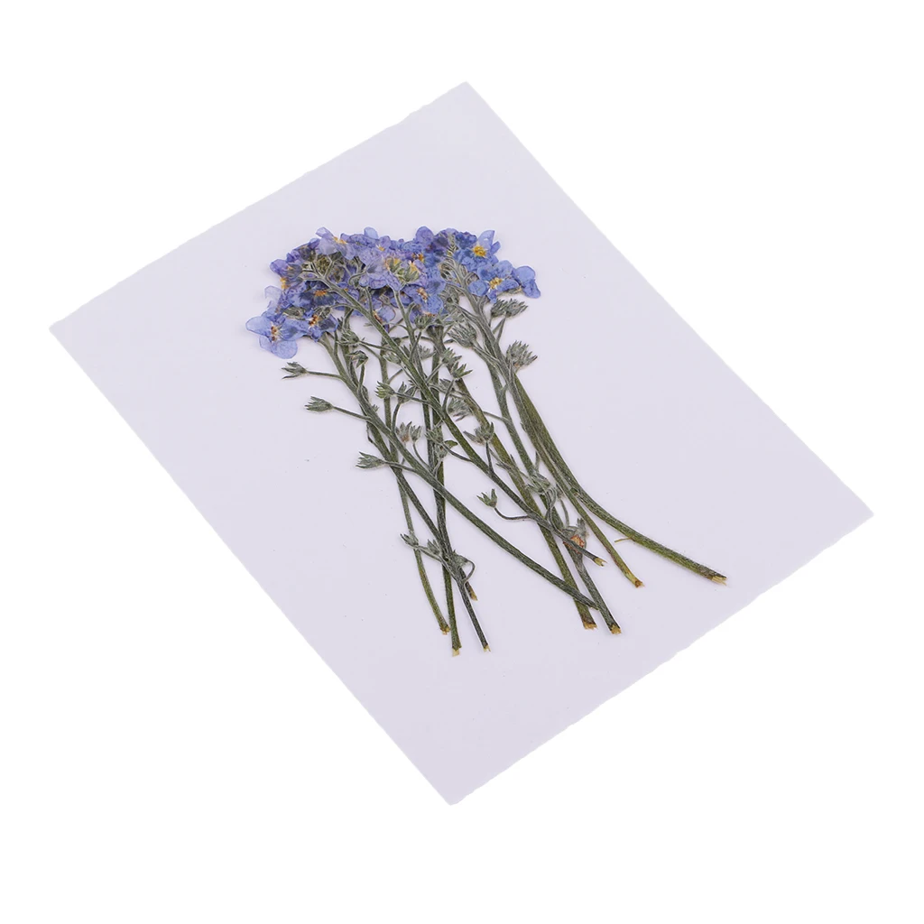 10 Pieces Beautiful Natural Pressed Dried Flowers - Forget me not - for Scrapbooking Arts Crafts Epoxy Resin Jewelry Making DIY