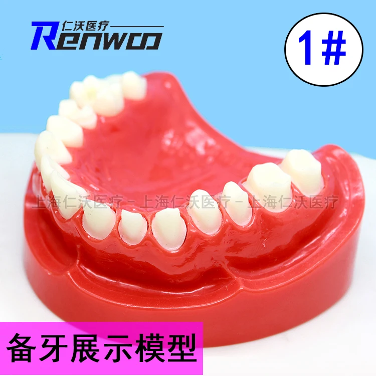 Dental model planting repair explanation teaching dental mold preparation effect stone dental