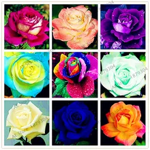 210 шт./пакет розовое растения, роза, радуга, розы Флорес китайская Роза прекрасный бонсай Planten горшечные растения для дома и сада