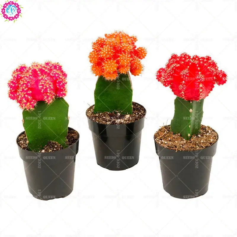 50pcs Mixed Cactus Real Prickly Pear Succulent Plant Lithops Bonsai Planting for DIY Home Garden Supplies Potted 50pcs Mixed Cactus Real Prickly Pear Succulent Plant Lithops Bonsai Planting for DIY Home Garden Supplies Potted