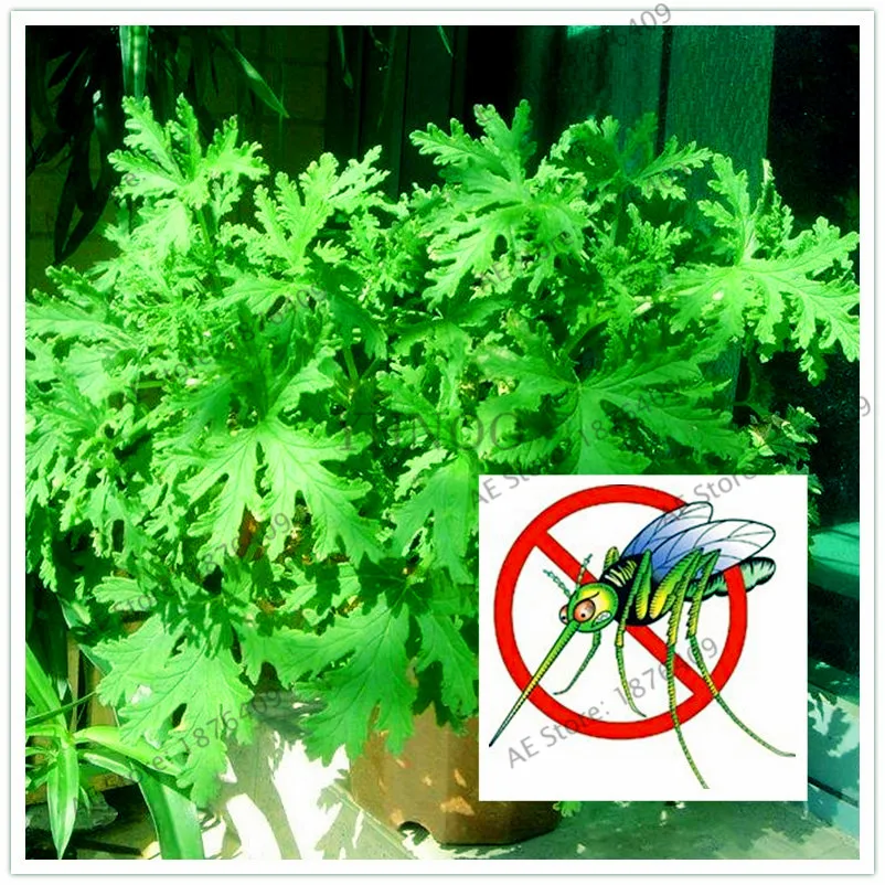 100 Pcs/bag Mosquito Repelling Grass bonsai Mosquito Killer Sweetgrass flores Garden and Home Hurb Plant easy planting