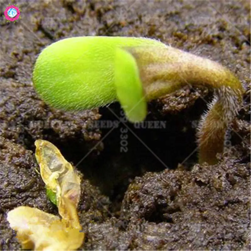 

100pcs Bonsai Plant Grass Green Herbs Dancing Funny Grass for Home Garden Supplies Best Packaging HOT sale