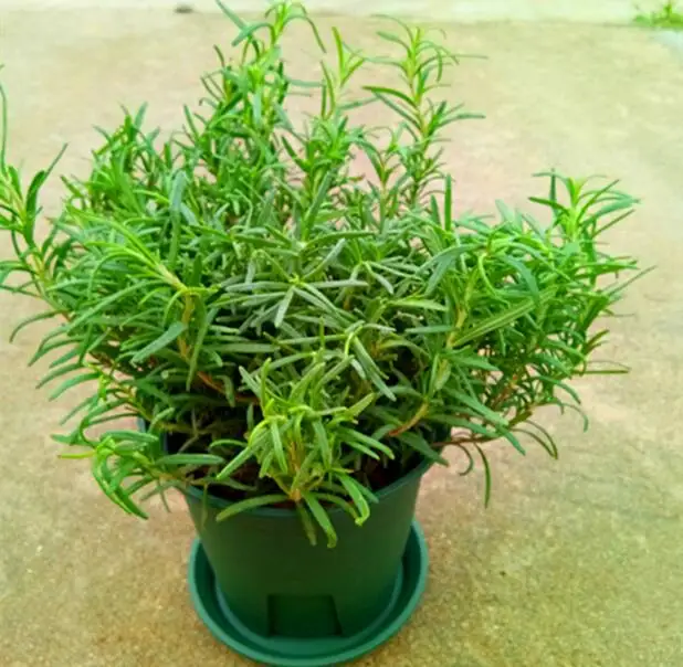 

Edible vanilla, mint, rosemary, basil, fennel, family garden