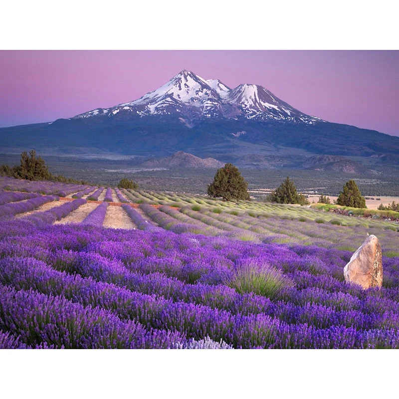 

5D DIY Diamond embroidery Lavender field full Square diamond Painting Cross Stitch Rhinestone Mosaic decoration gift