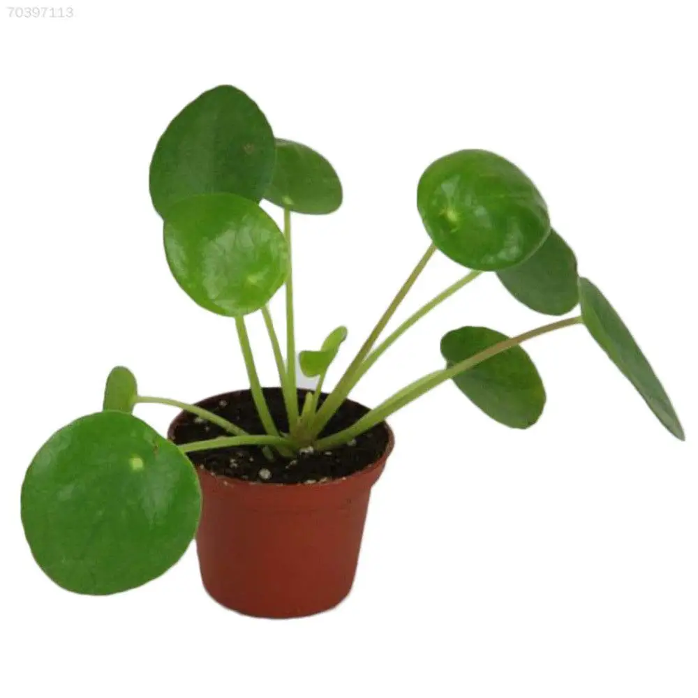 

50 Pcs PlantVine Pilea peperomioides, Chinese Missionary Plant, Chinese Money Plant, Live Plant Money Grass