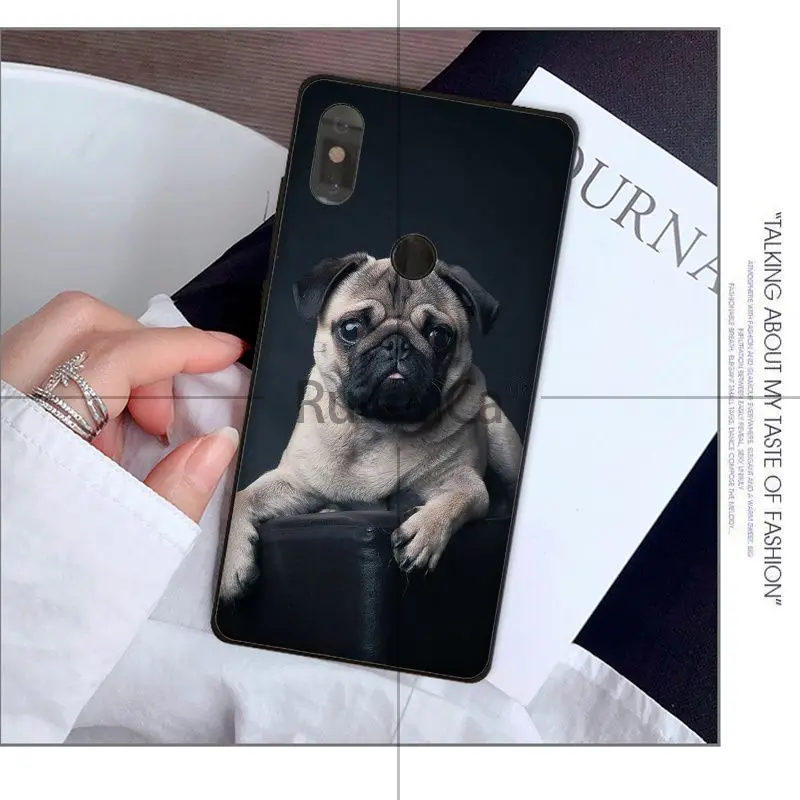 Animal cute pug