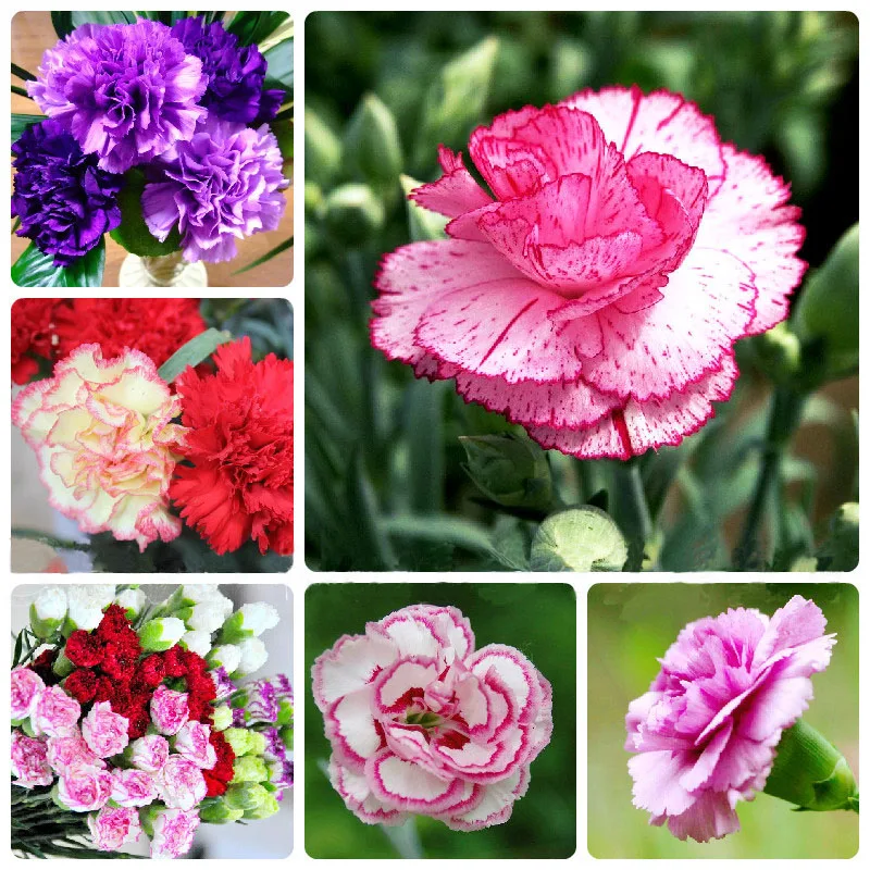 

ZLKING 200PCS Carnations Hot Sale Rare Asian Flowers 18 Species Bonsai Easiest growing Flower