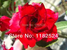 20 семена — свежий редкие » Doungdee » Adenium Obesum семена — бонсай семена