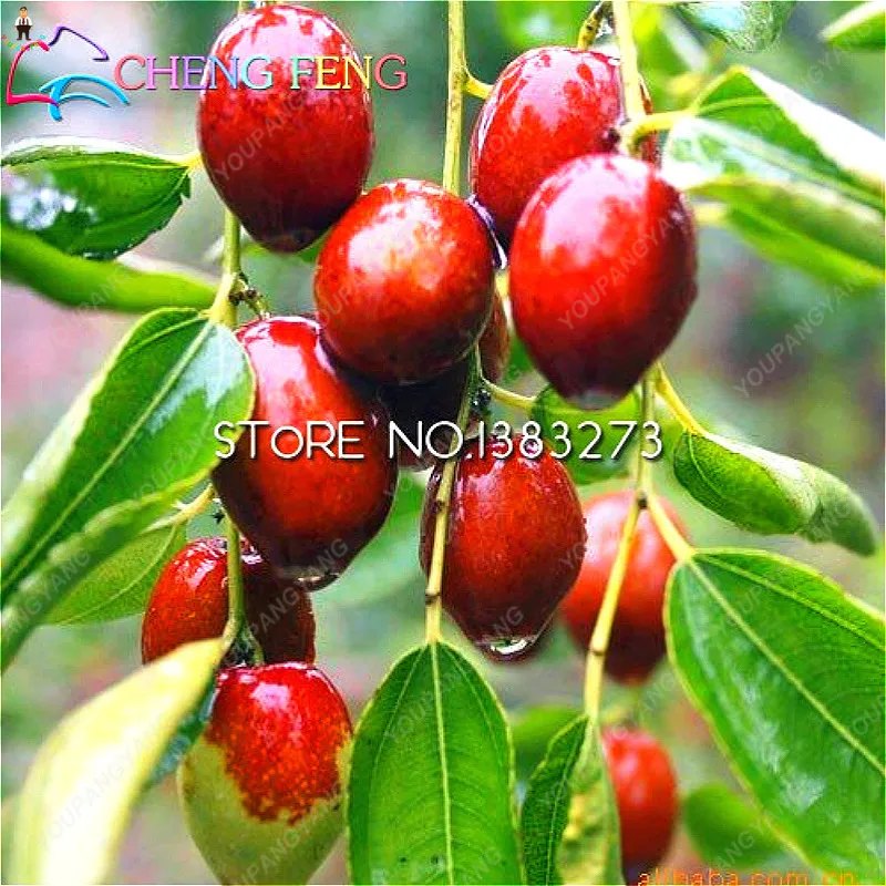 

New Arrival 10pcs Big Jujube Sweet Fruit Succulent bonsai Plants Tree Planting Bonsais Home Garden winter decoration