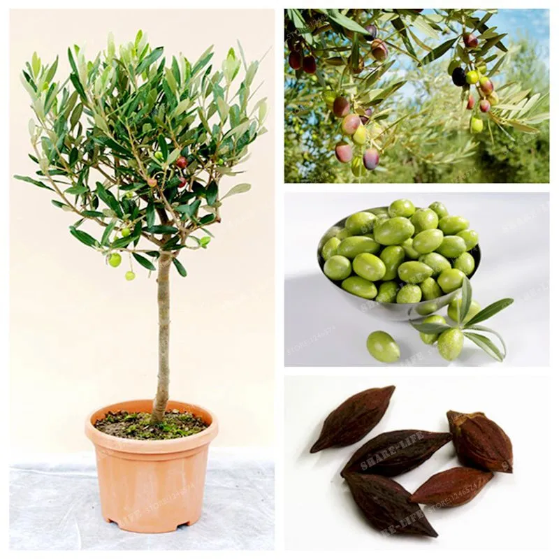 Олива европейская. Олива дерево комнатное растение. Олива olea europaea (50). Сорта оливковых деревьев. Олива дерево комнатное растение.