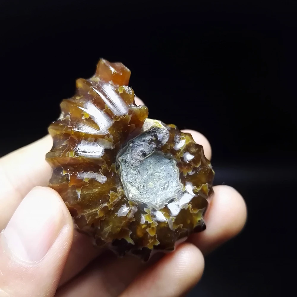 

48.6g NATURAL Stones and Minerals Rock Madagascar natural horn snail fossils mineral color of fire