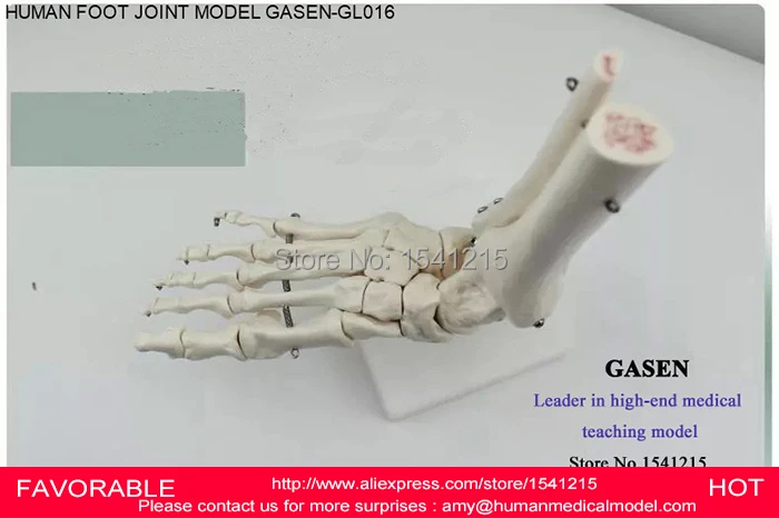 

FOOT JOINT MODEL,SKELETON OF LOWER LIMB (RIGHT OR LEFT) TIBIA + FIBULA + FOOT SKELETON,SIZE OF THE NORMAL FOOT BONES-GASEN-GL016