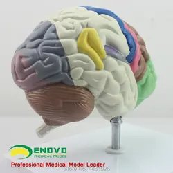 Эново мозговая модель функции мозга в мозговой функции человека. Мозг