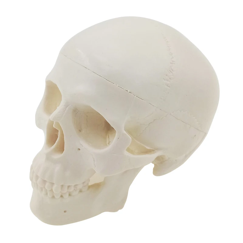 

Mini Skull Human Anatomical Anatomy Head Medical Model Convenient Painting Model Studying Anatomy Teaching Supplies