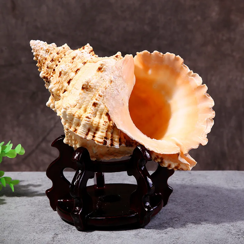 

Manufacturers direct sales of natural seashells large frog snail furnishing decorative crafts accessories aquarium micro landsca