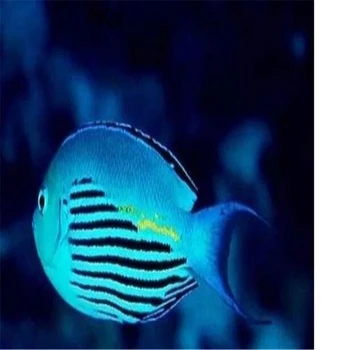 

30Pcs A Set Genicanthus watanabei