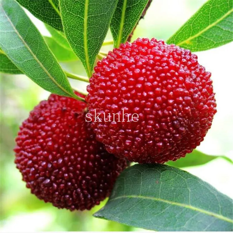 2pcs Arbutus Unedo Strawberry Tree Delicious Chinese Fruit bonsais For Healthy And Home Garden Easy Grow 2pcs Arbutus Unedo Strawberry Tree Delicious Chinese Fruit bonsais For Healthy And Home Garden Easy Grow