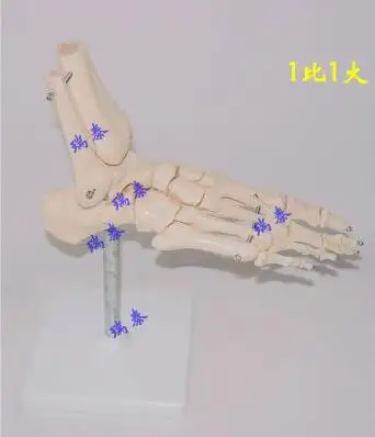 1х медицинские с костными суставами модель суставы стопы скелет модель применимый возраст 10 лет