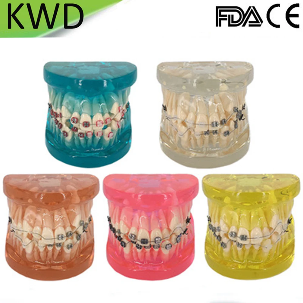

Large Dental Orthodontic Model Transperate Half Metal Half Ceramic High Simulation Human Model