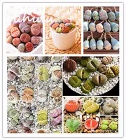 120seeds-bag-Mix-Lithops-Seeds-Living-Stones-Succulent-Cactus-Organic-Garden-Bulk-Seed-for-indoor-succulent.jpg_200x200