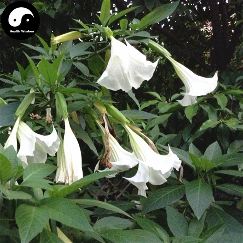 Buy Herb Datura Hindu Semente 400pcs Plant Datura Stramonium For Man Tuo Luo