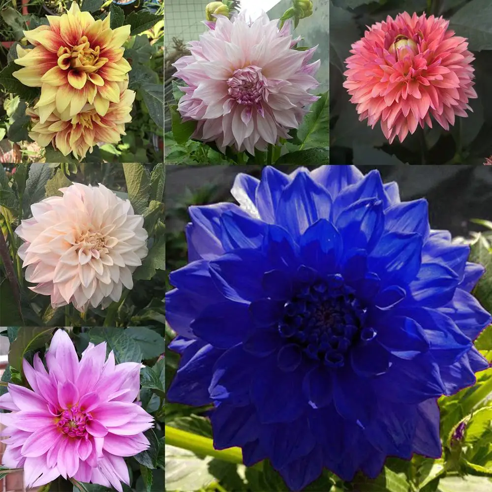 

50pcs Mixed Color Blue Dahlia Bonsai Chinese Indoor Bonsai Rainbow Flower Perennial Plants For Home Blacony Garden Plantting