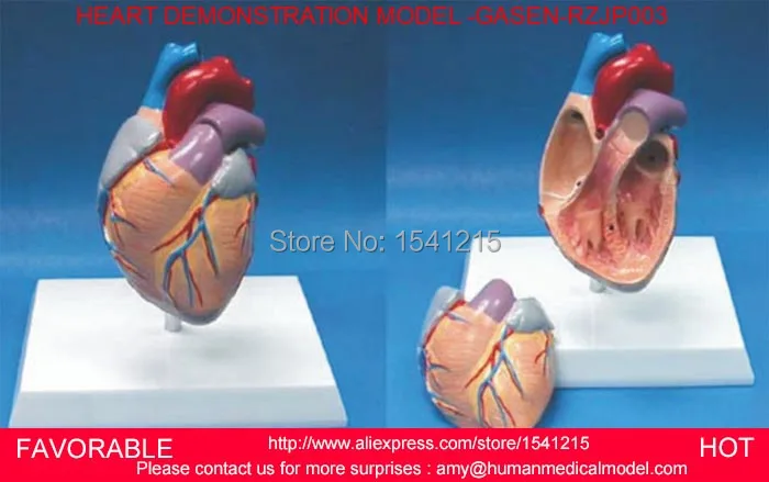 

HUMAN ANATOMICAL HEART ANATOMY VISCERA MEDICAL ORGAN MODEL,HEART ASSEMBLED MODEL,HEART DEMONSTRATION MODEL -GASEN-RZJP003