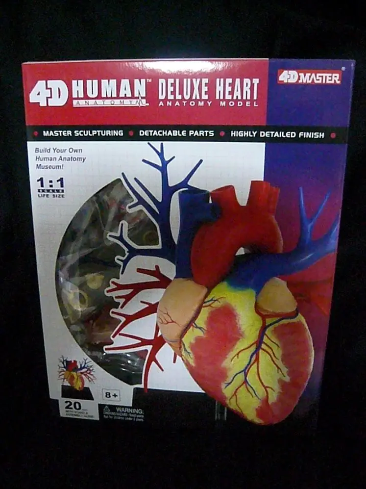 4D Master Human DELUXE HEART LIFE SIZE ANATOMY MODELdissection skull